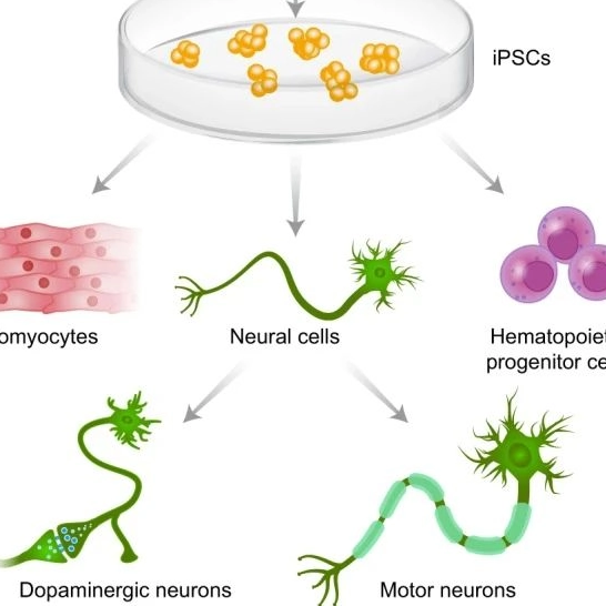 Yocon Biotech lanza oficialmente la línea completa de productos IPSC - Series